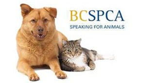 bcspca2
